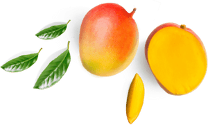 Fresh Mangoand Sliceswith Leaves.png PNG image with transparent background