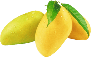 Fresh Mangoes With Dew Drops PNG image with transparent background