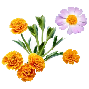 Fresh Marigold Petals Png 19 PNG Image