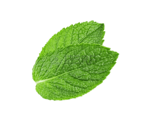 Fresh Mint Leaf Isolated PNG with transparent background