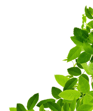 Fresh Mint Leaves Against Blue Background PNG with transparent background