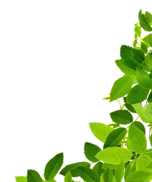 Fresh Mint Leaves Against Blue Background PNG Image