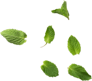 Fresh Mint Leaves Floating PNG image with transparent background