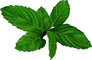 Fresh Mint Leaves Illustration PNG with transparent background