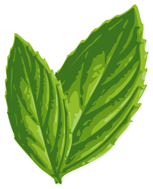 Fresh Mint Leaves Illustration PNG with transparent background