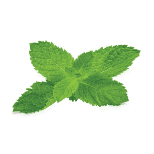 Fresh Mint Leaves Isolated PNG image with transparent background
