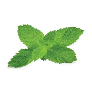 Fresh Mint Leaves Isolated PNG Image