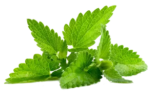 Fresh Mint Leaves Isolated PNG Image