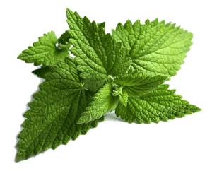 Fresh Mint Leaves Isolated.png PNG with transparent background