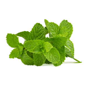 Fresh Mint Leaves Isolated.png PNG Image