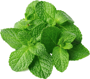 Fresh Mint Leaves Isolated.png PNG image with transparent background