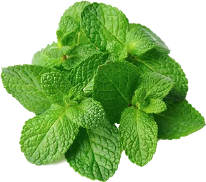 Fresh Mint Leaves Isolated.png PNG Image