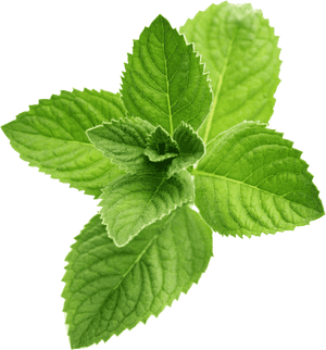 Fresh Mint Leaves Isolated.png PNG image with transparent background