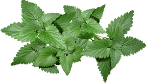 Fresh Mint Leaves Isolated.png PNG image with transparent background