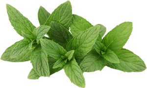 Fresh Mint Leaves Isolated.png PNG with transparent background