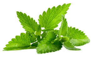 Fresh Mint Leaves Isolated.png PNG with transparent background