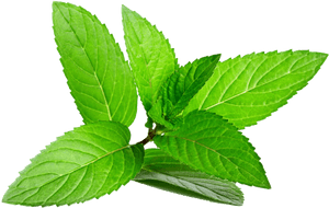 Fresh Mint Leaves Isolated.png PNG with transparent background