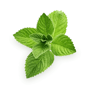 Fresh Mint Leaves Isolated.png PNG with transparent background