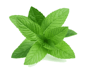 Fresh Mint Leaves Isolated.png PNG with transparent background