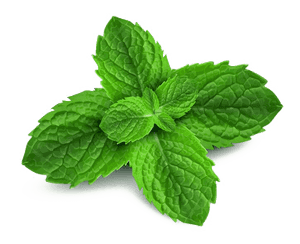 Fresh Mint Leaves Isolated PNG image with transparent background