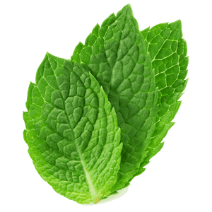 Fresh Mint Leaves Isolated PNG with transparent background