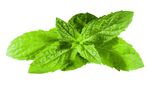 Fresh Mint Leaves Isolated PNG with transparent background