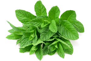 Fresh Mint Leaves.png PNG image with transparent background