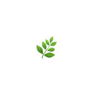 Fresh Mint Leaves Simple Background PNG image with transparent background