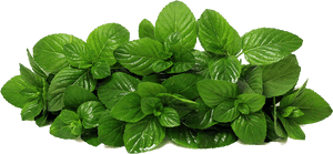 Fresh Mint Leaves Transparent Background PNG with transparent background