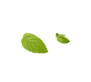 Fresh Mint Leaveson Teal Background PNG image with transparent background