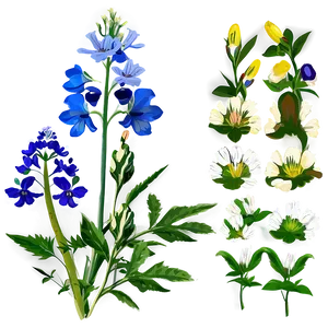 Fresh Morning Wildflowers Png 35 PNG Image