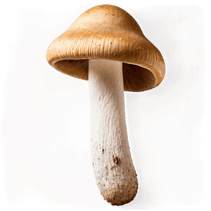 Fresh Mushrooms PNG  05242024 PNG image with transparent background