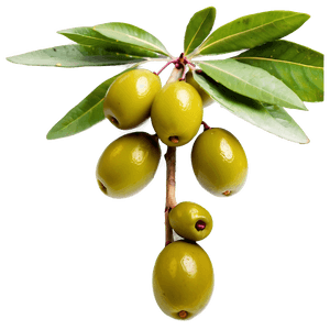 Fresh Olive Fruit PNG 11 PNG image with transparent background