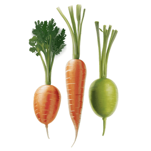 Fresh Organic Carrot PNG bob PNG with transparent background