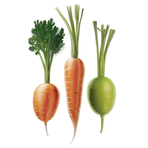 Fresh Organic Carrot Png Bob PNG Image