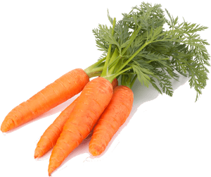 Fresh Organic Carrots Isolated PNG image with transparent background