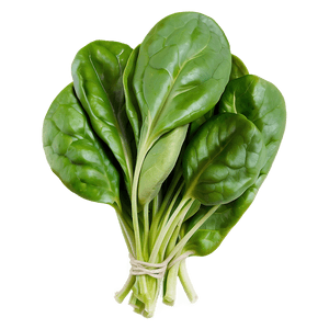 Fresh Organic Spinach Bunch PNG 06252024 PNG with transparent background