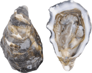 Oysters Transparent Background, HD Png Download PNG with transparent background