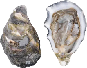 Fresh Oyster Open Closed Shell PNG Image