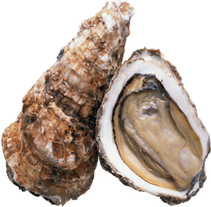 Transparent Oysters Png - 高清 牡蠣, Png Download PNG with transparent background