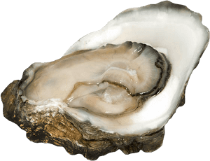 Oysters - Cassostrea Virginica - Oyster, HD Png Download PNG with transparent background