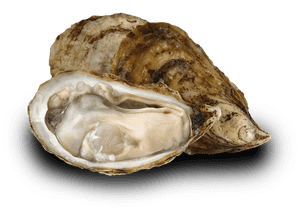 Oyster-image - Tiostrea Chilensis, HD Png Download PNG with transparent background
