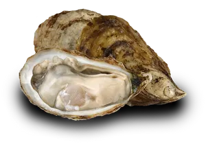 Fresh Oysteron Half Shell PNG Image