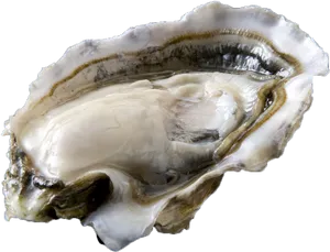 Fresh Oysteron Half Shell PNG Image