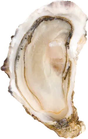 Fresh Oysteron Shell PNG Image