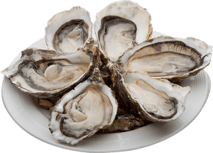 Oysters Png, Transparent Png PNG with transparent background