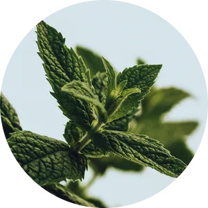 Fresh Peppermint Leaves Closeup PNG Image