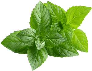 Peppermint - Transparent Neem Leaf Png, Png Download PNG