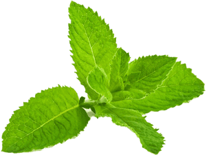 Mint, HD Png Download PNG