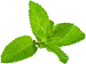 Fresh Peppermint Leaves Isolated PNG Image